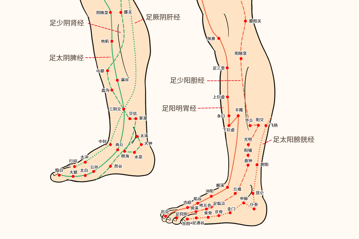 足三阴经脉位于大腿内侧,足三阳经脉位于大腿外侧.