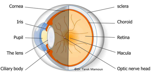 视网膜脱落——72小时为“视力救治线”.png