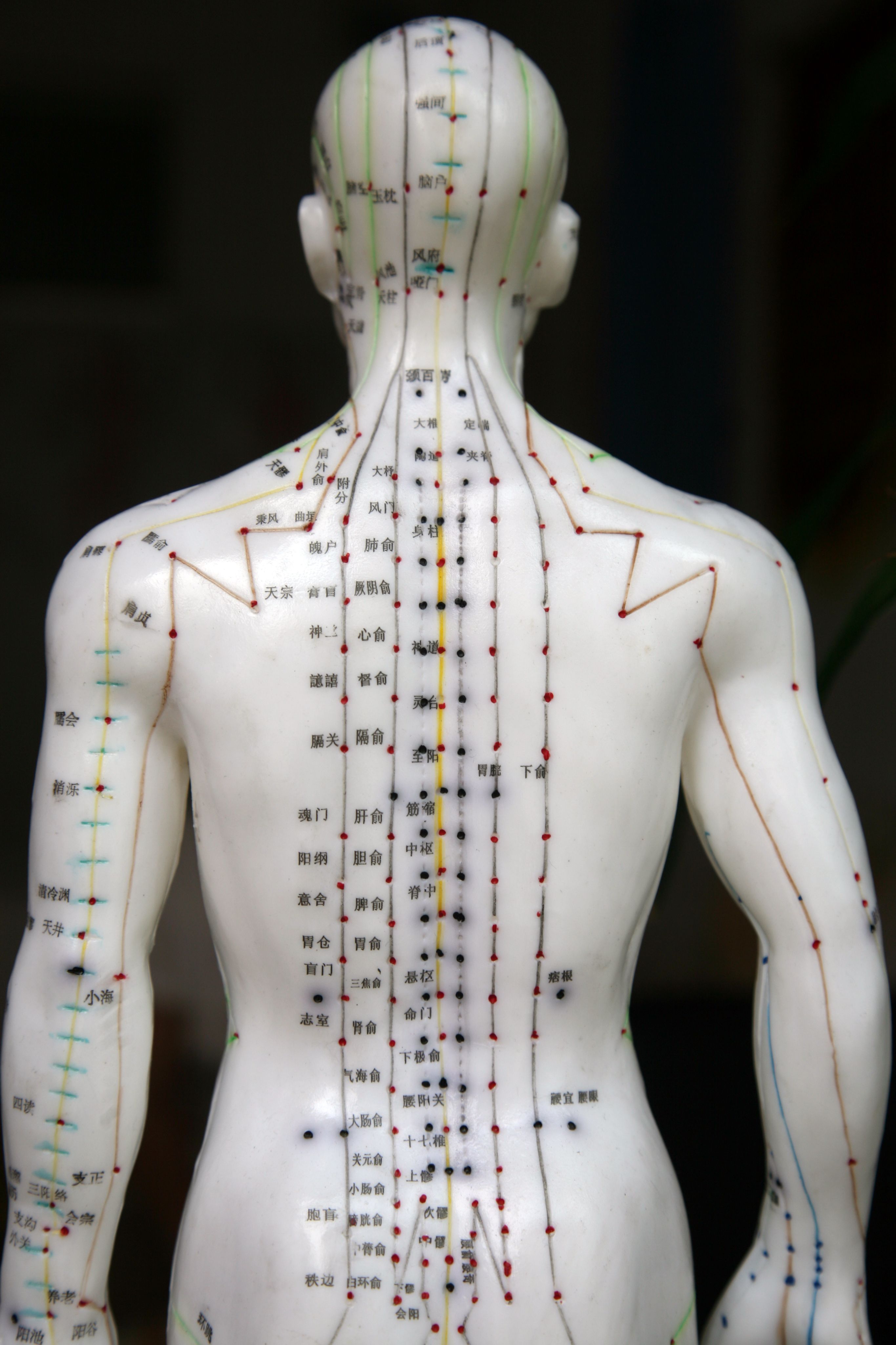 人体背部经络图解大全十二经脉