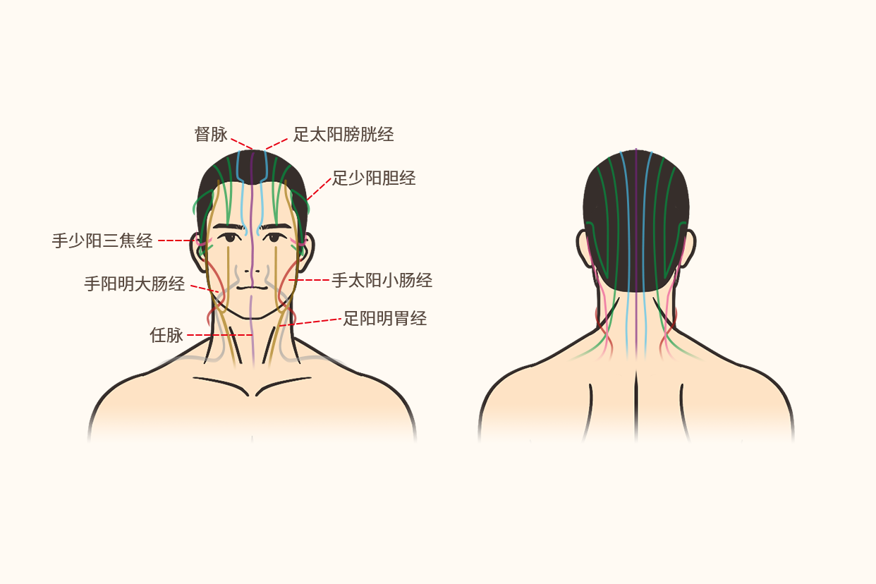 臉部12條經絡圖和準確位置_39健康網_精編內容