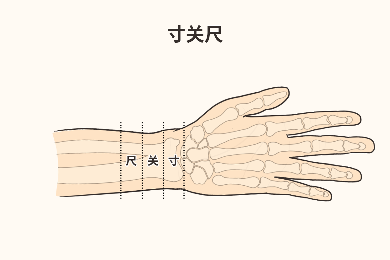 寸关尺脉位置图片