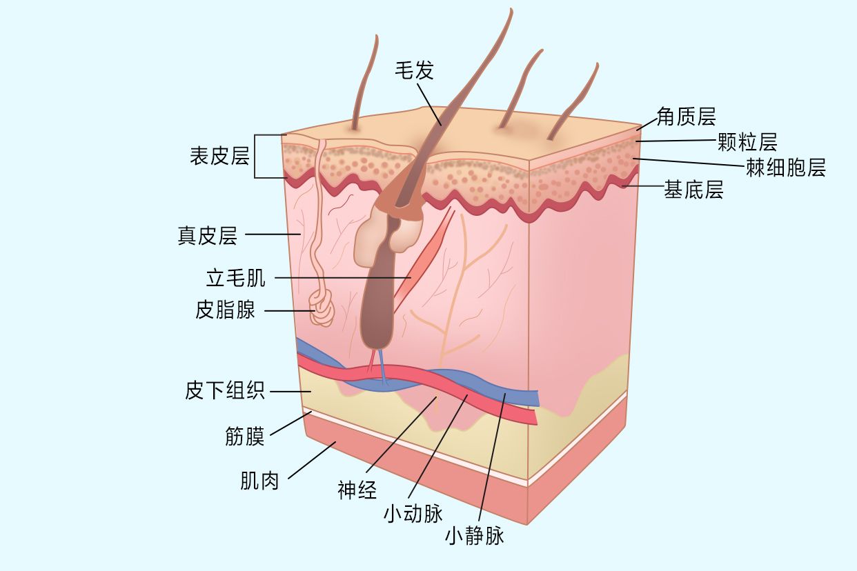 皮肤7个层次结构图图片