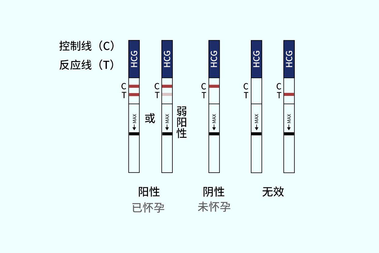 早孕试纸结果图