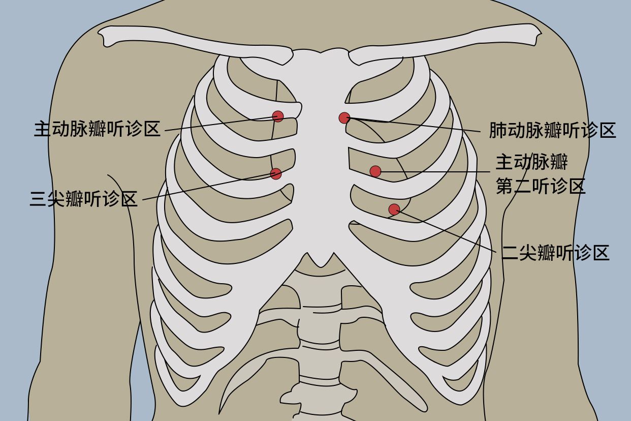 心脏听诊区五个部位图