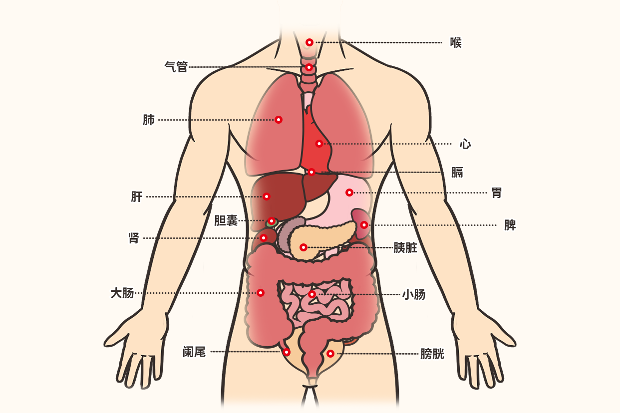 身體五臟六腑分佈圖_39健康網_精編內容