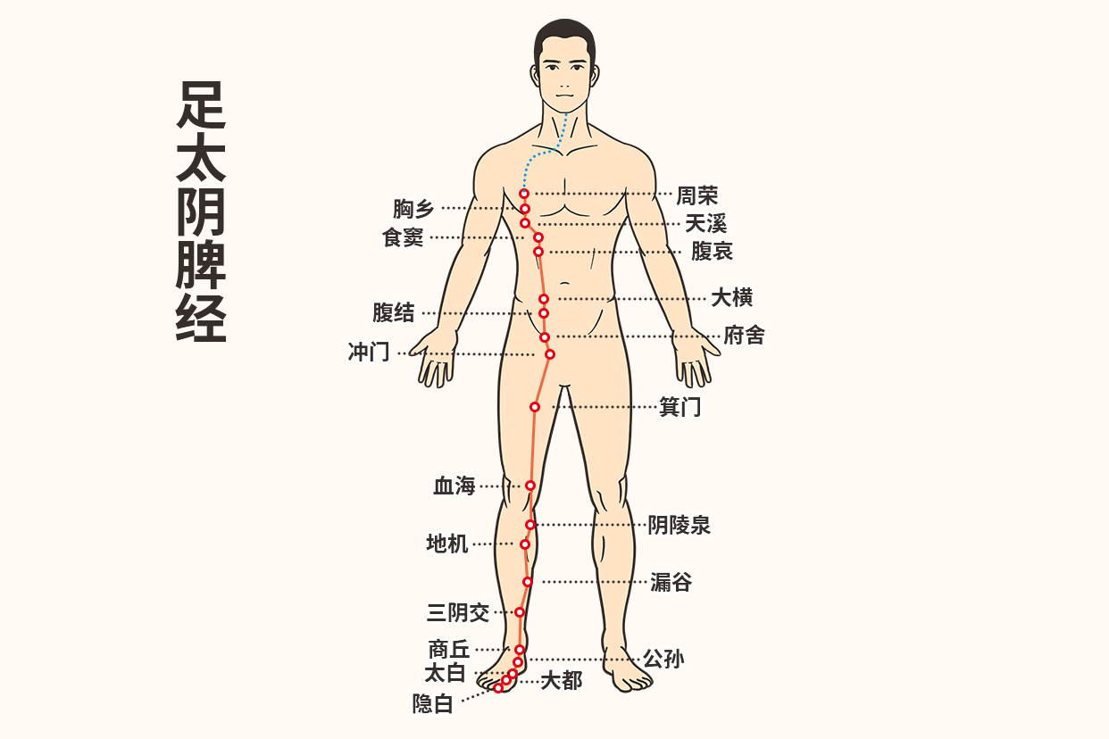 脾经经络图及走向