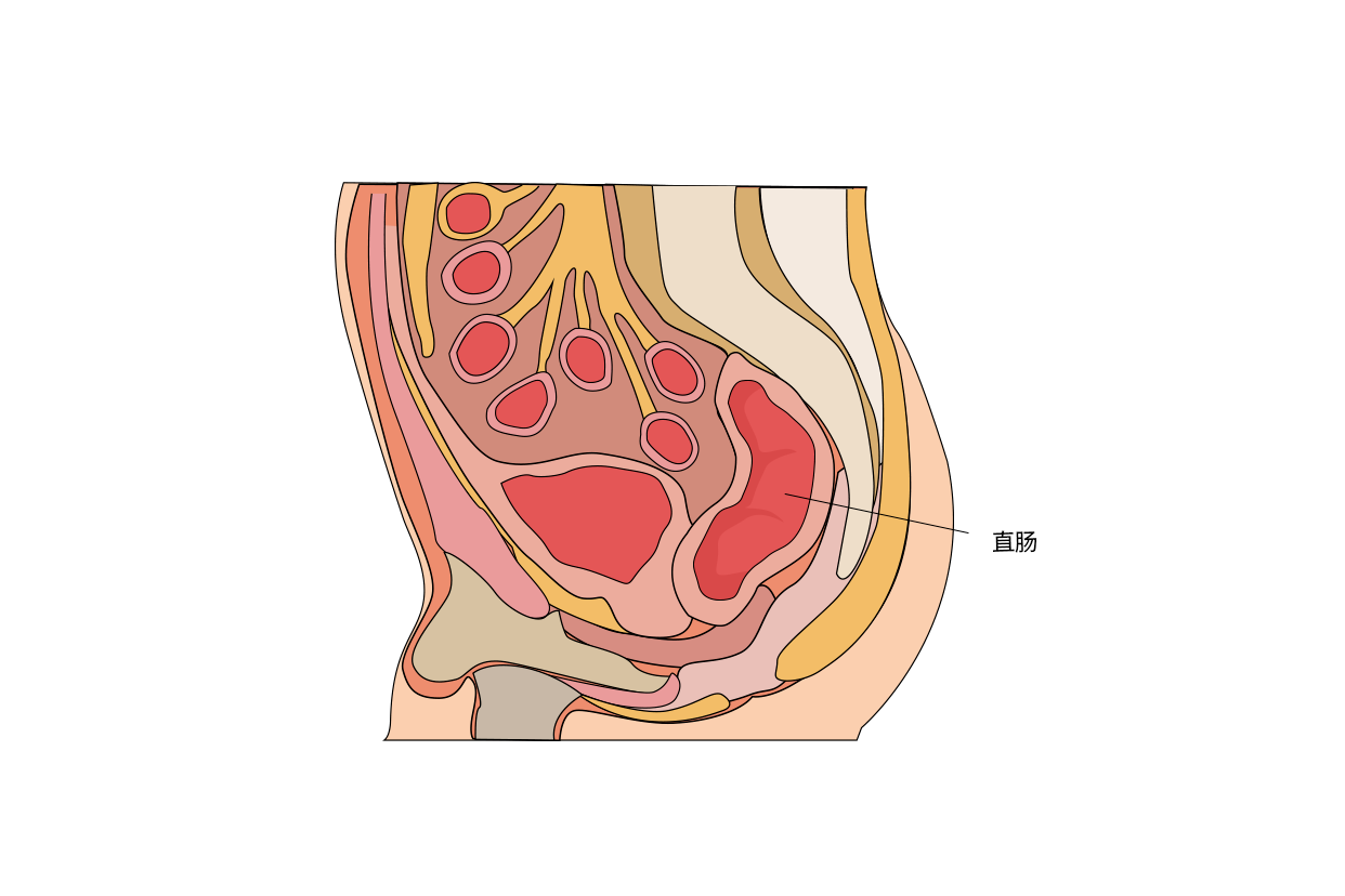 直腸在人體具體位置圖