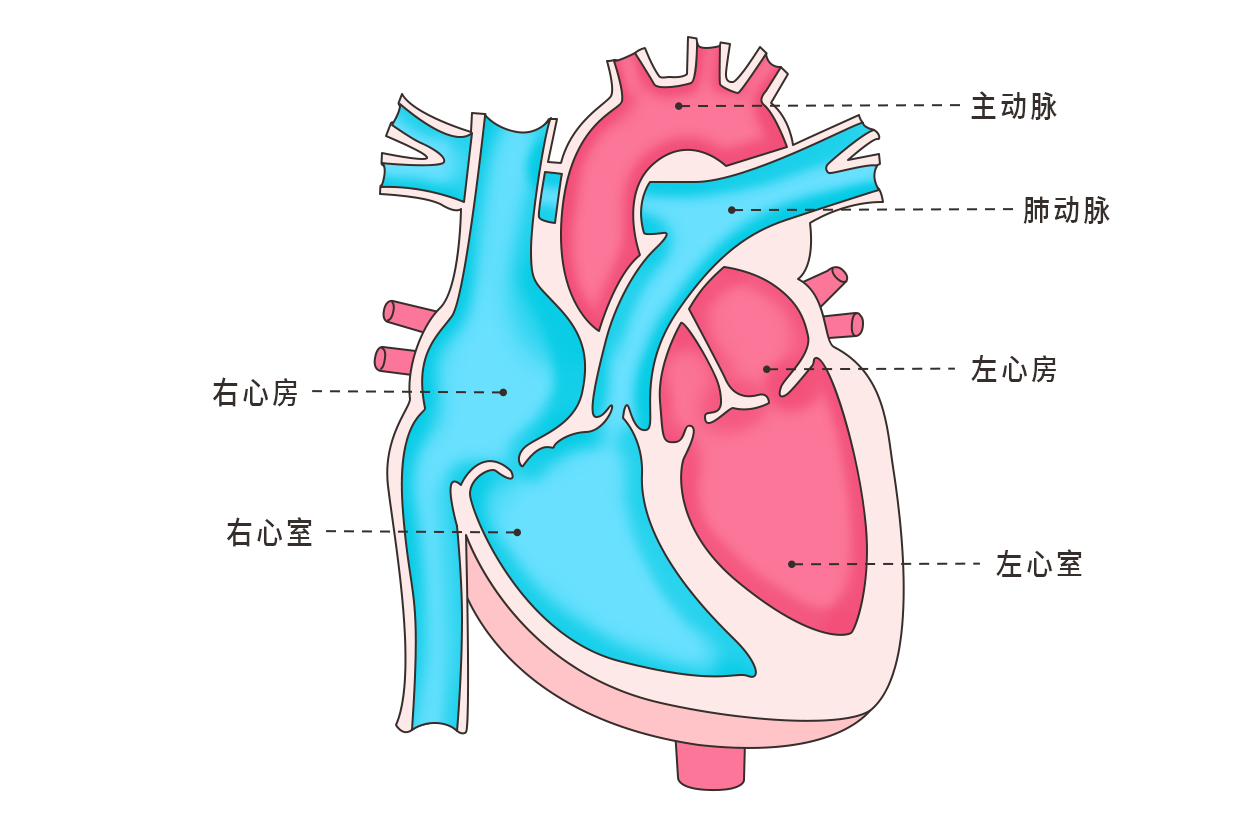 心脏结构示意图