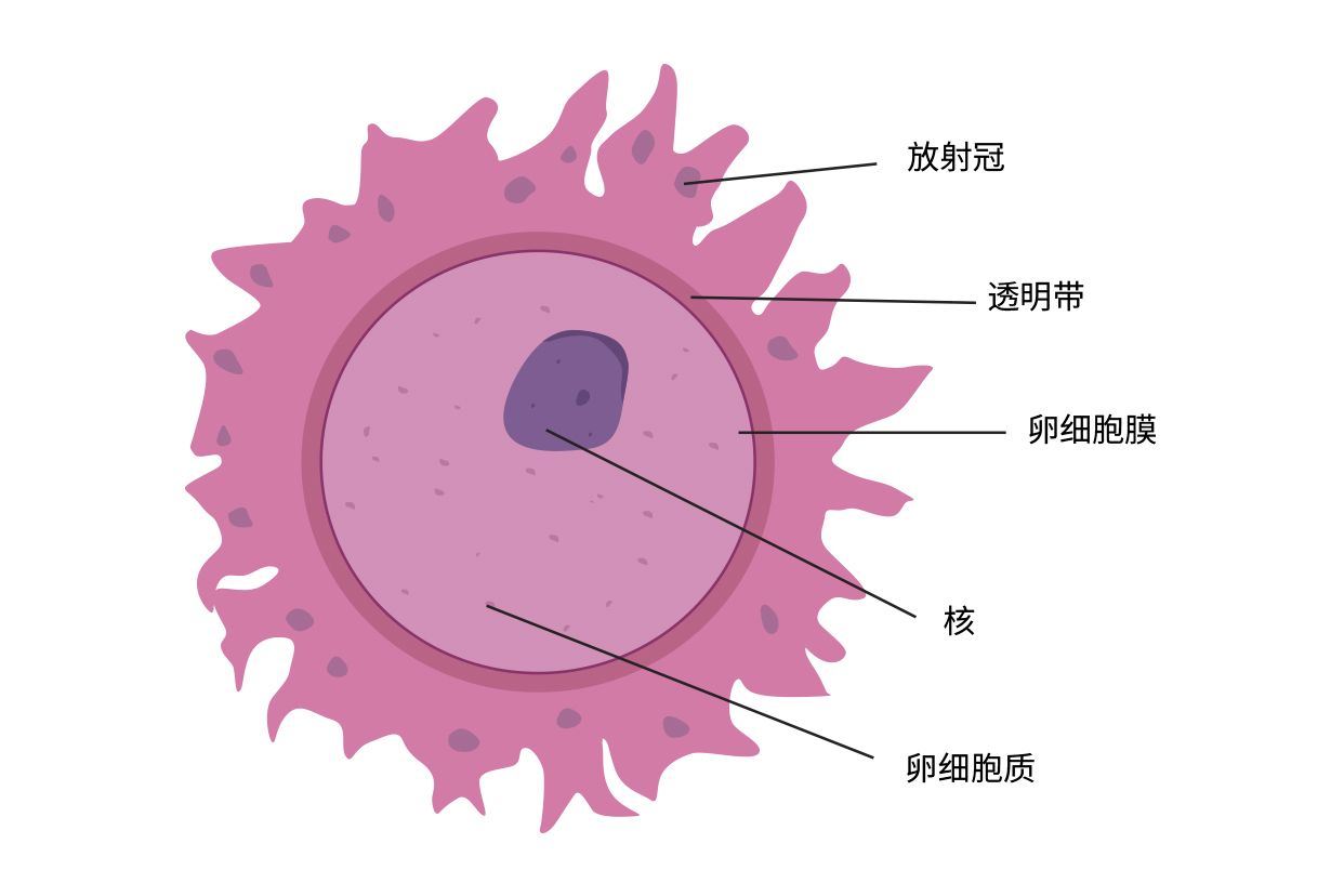 卵子结构图