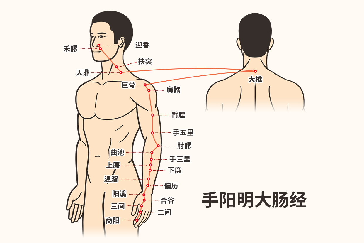 大肠经络图及走向图图片