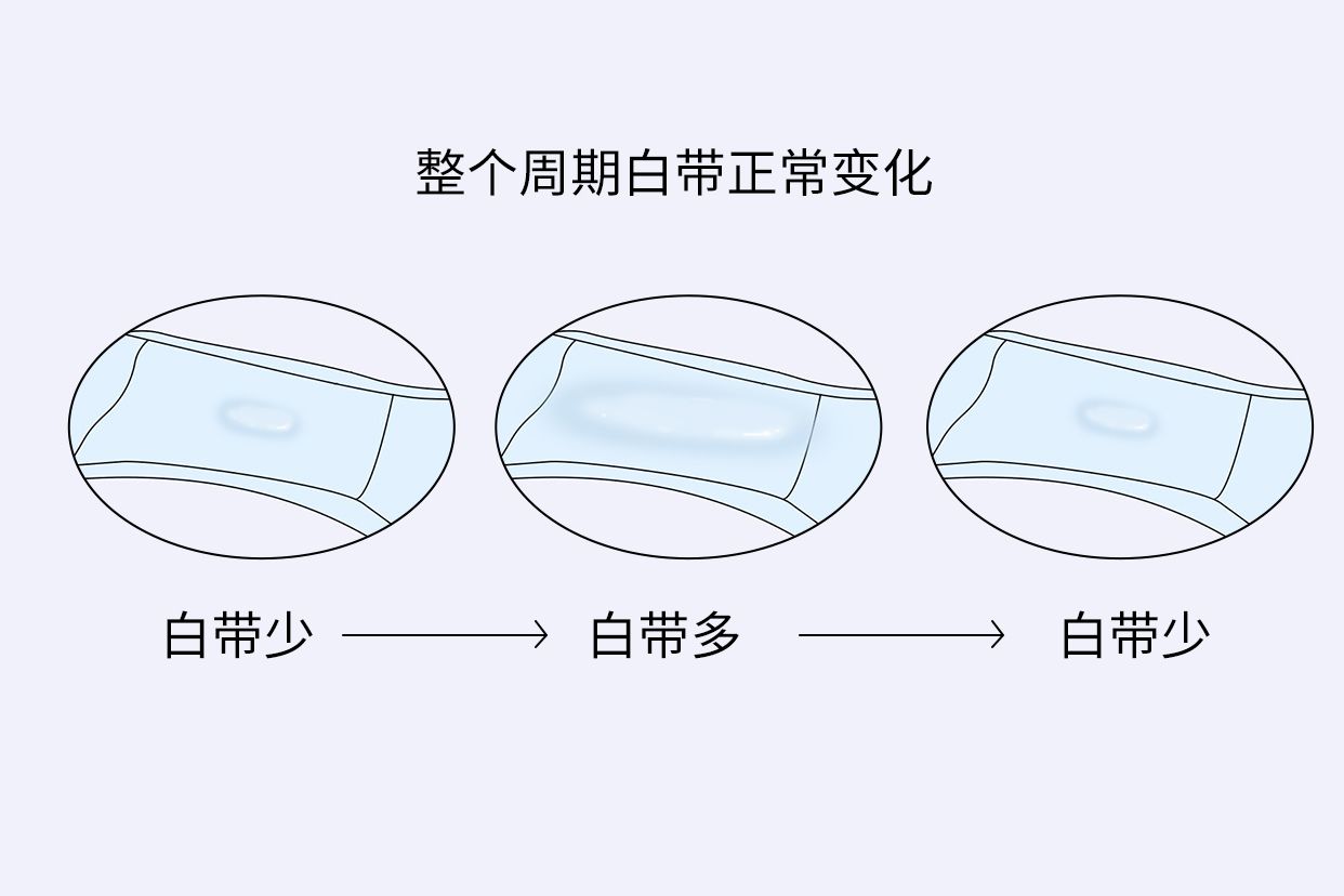 整个周期白带正常变化图