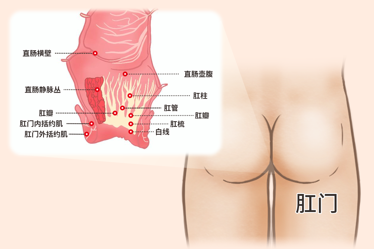 肛门和直肠的解剖图