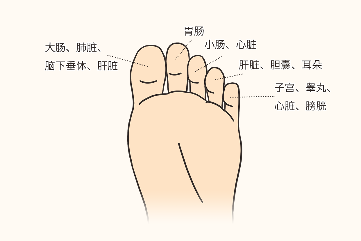 每个脚趾有各自相对应的内脏器官