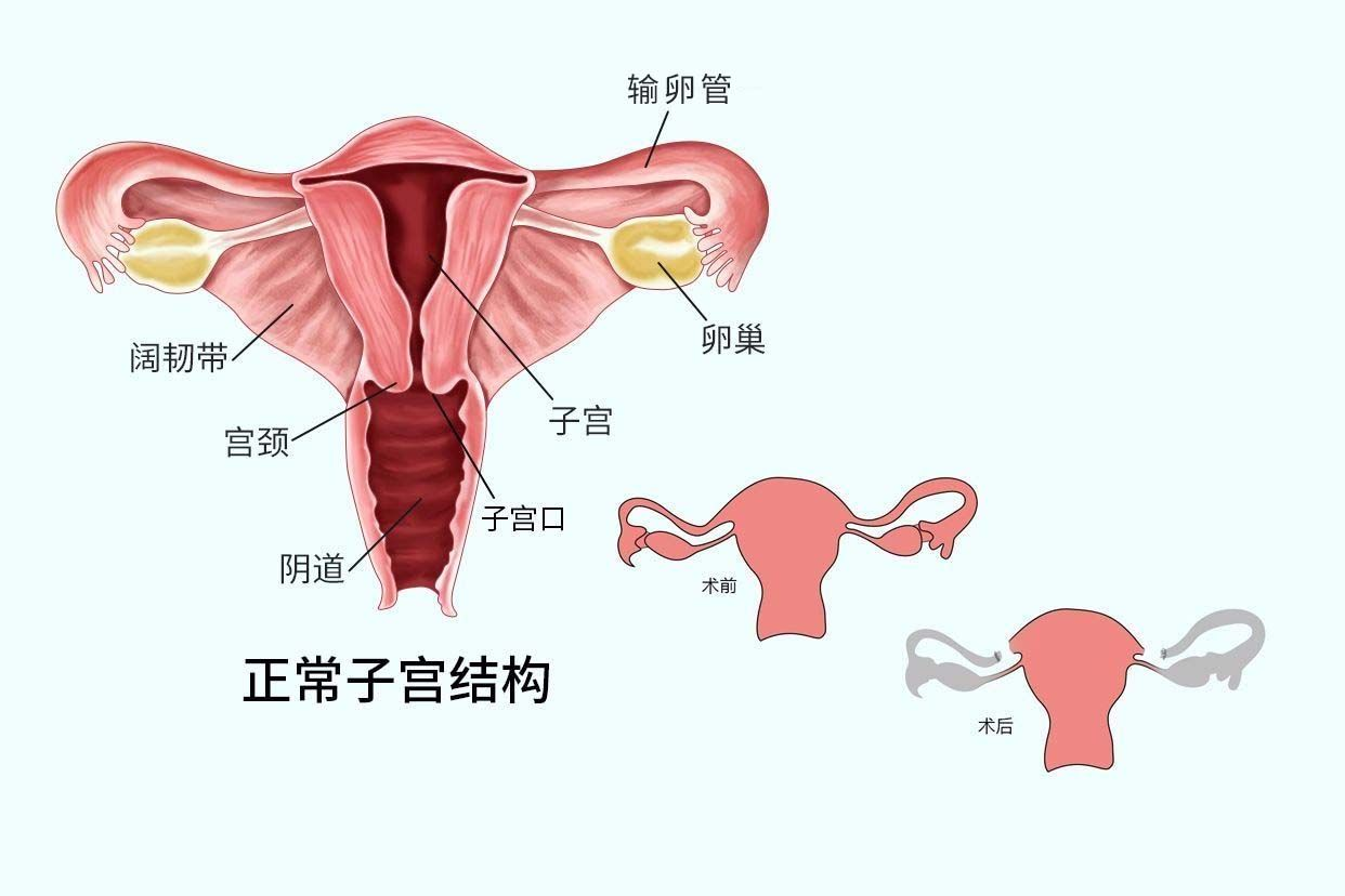 卵巢切片结构图图片