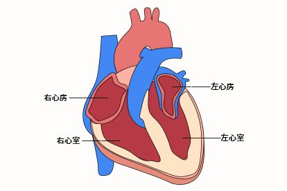 上面两个空腔为心房,下面两个空腔为心室,心房又分为左心房和右心房