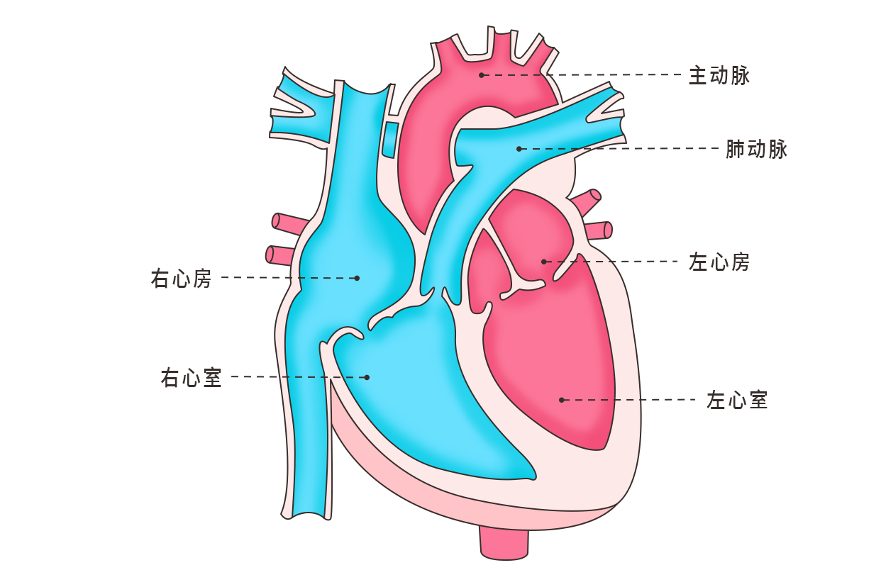 心脏的结构图简易图片