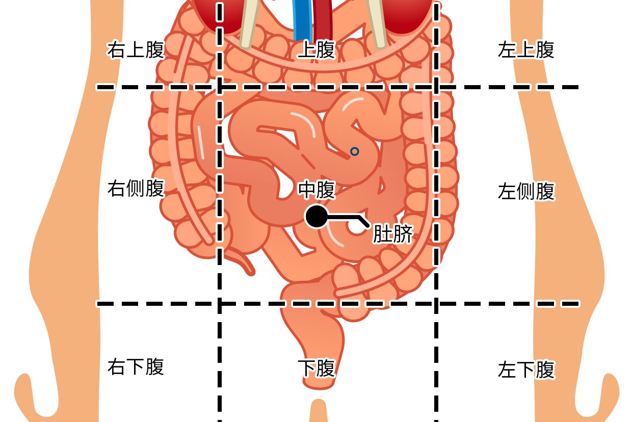 肚脐周围器官图解图片