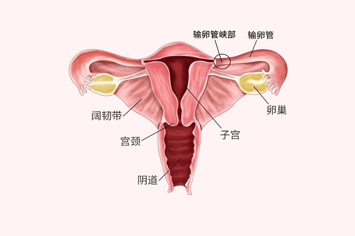 子宫峡部的位置示意图图片