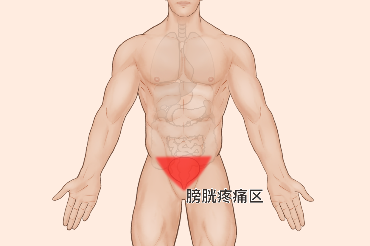 人体膀胱的位置图片图片