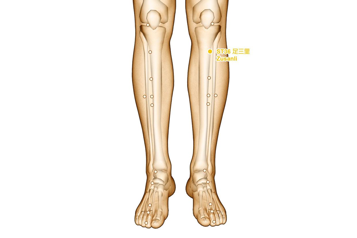 足三里图片