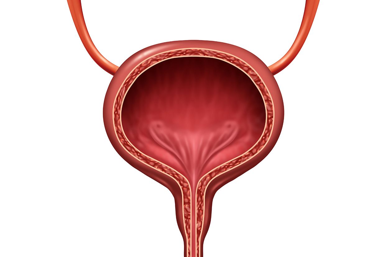 膀胱是位于盆腔内的囊性空腔器官,生理作用是储存尿液,排出尿液,通过