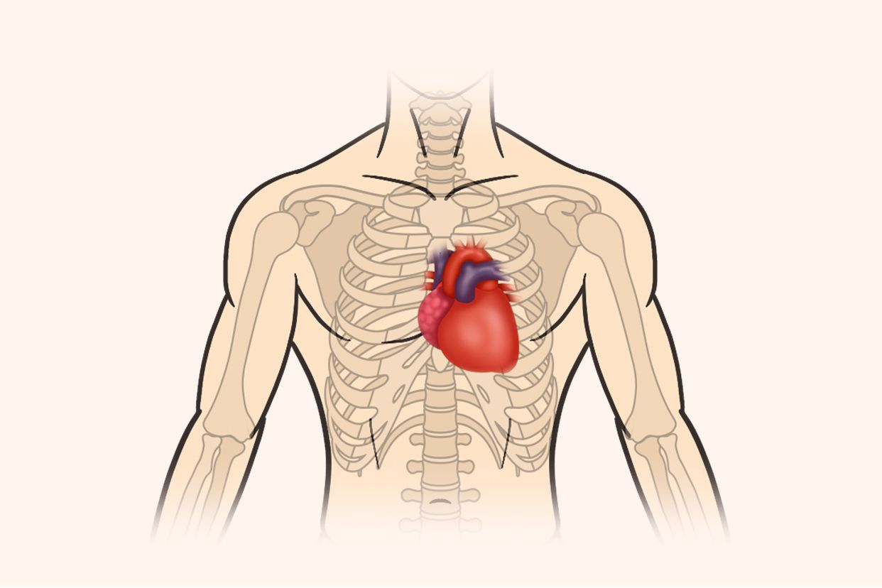 心脏的位置大多在人体胸腔中部偏左下方,其结构包括左心房,左心室,右