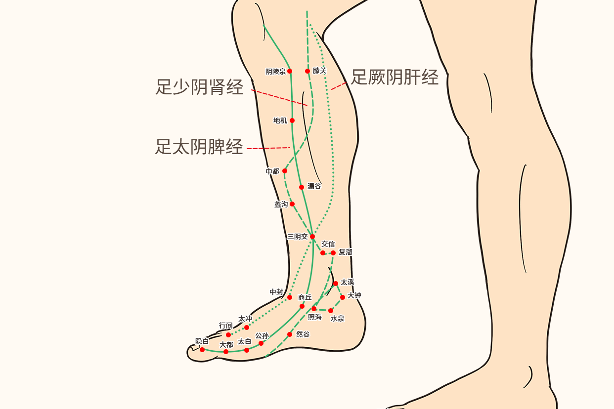 足三阴位置图