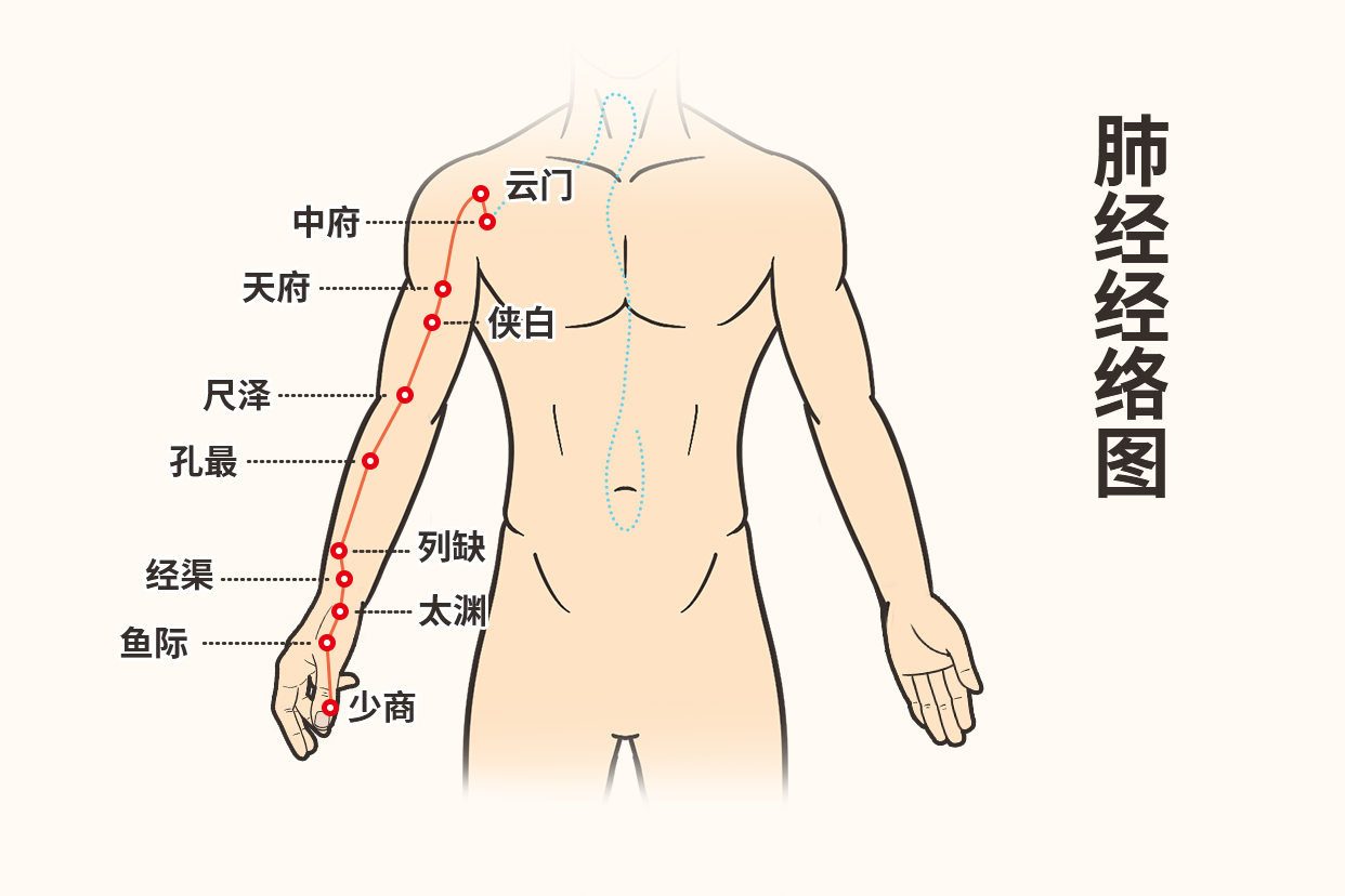 手太阴肺经图