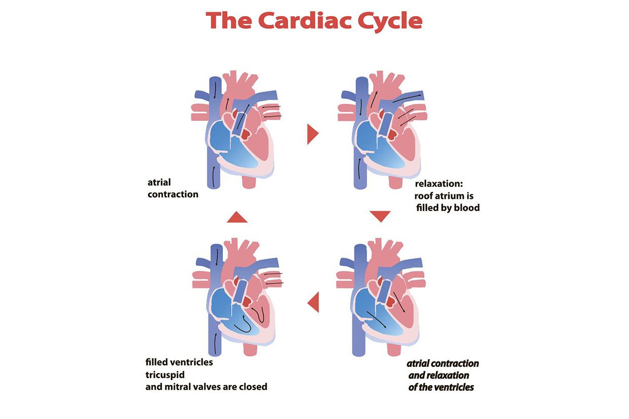 心脏收缩舒张过程图