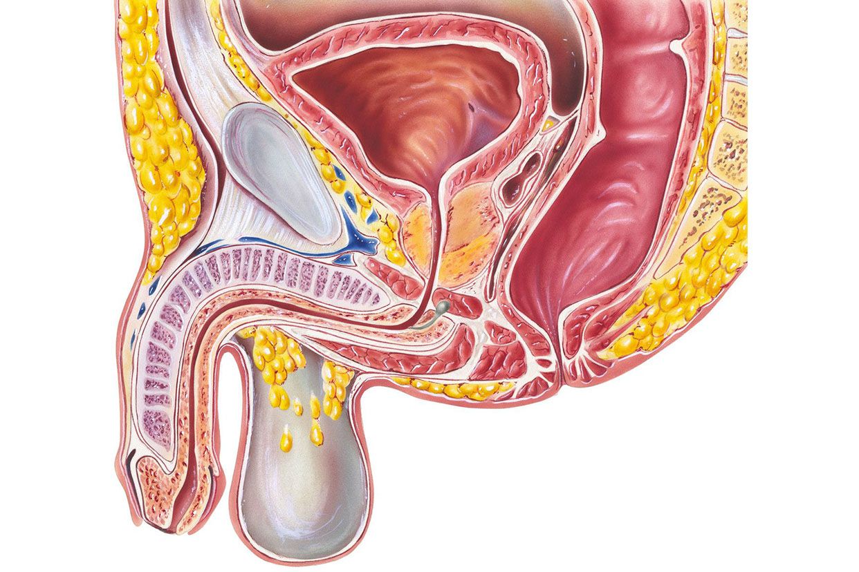 前尿道与后尿道解剖图