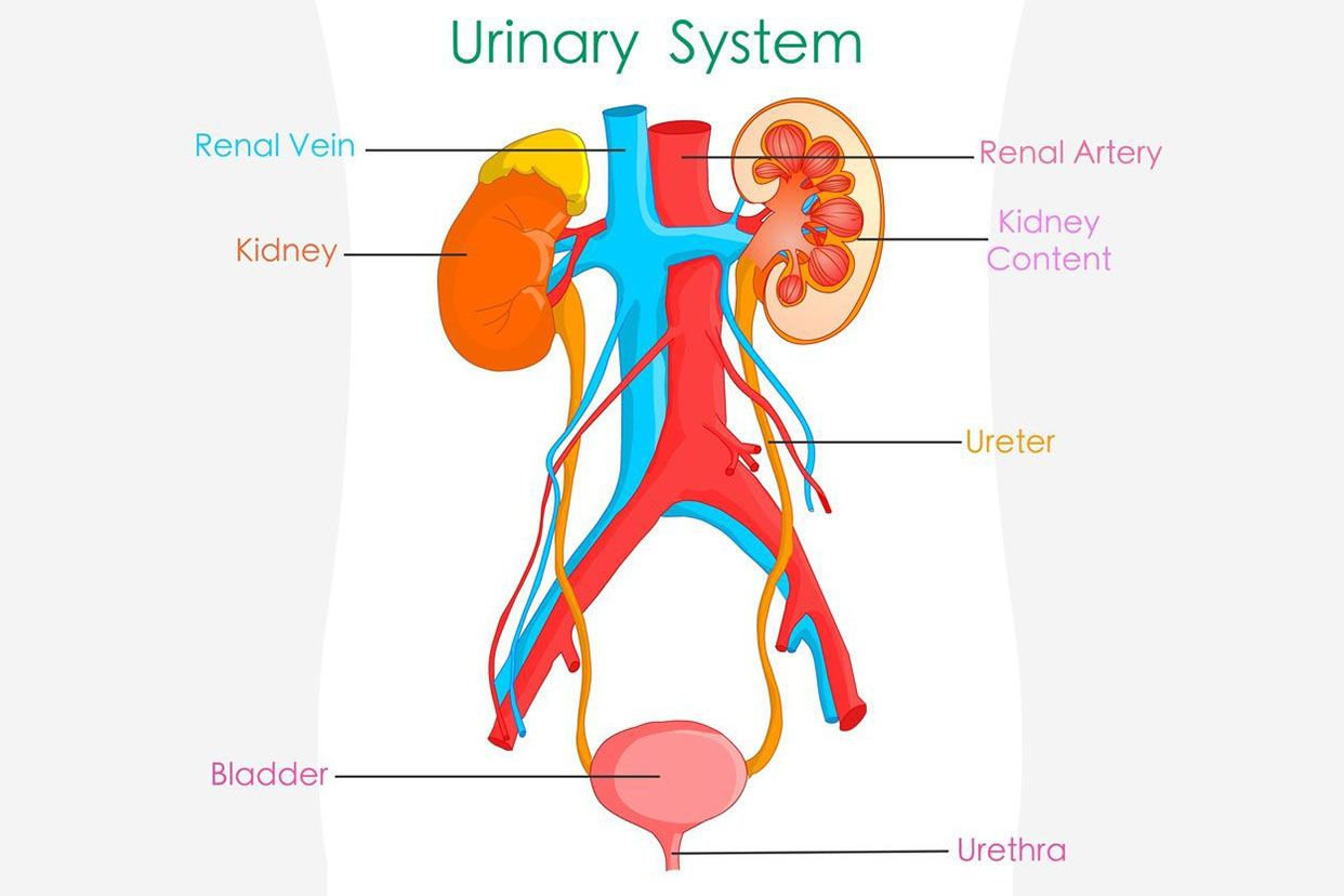 泌尿系统主要结构图