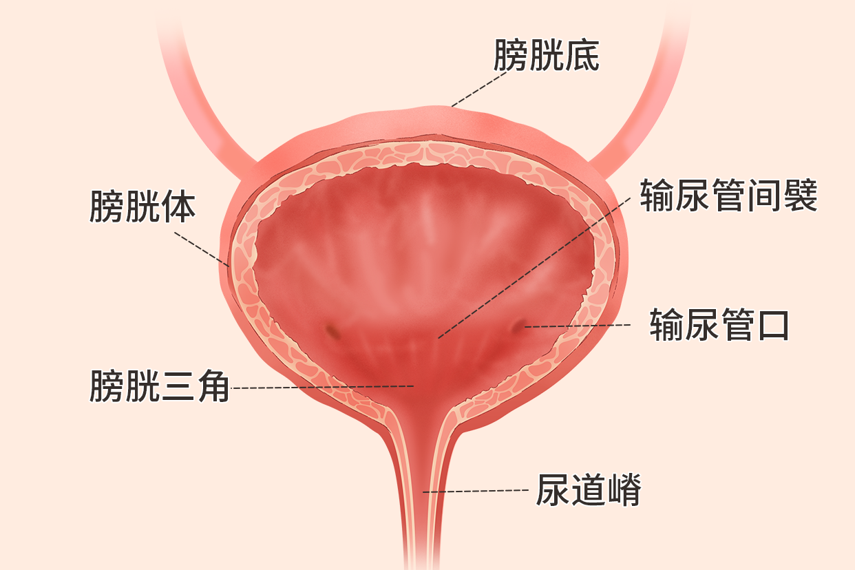 膀胱壁结构图片