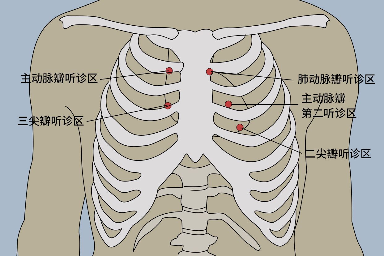 肺部听诊位置图图片