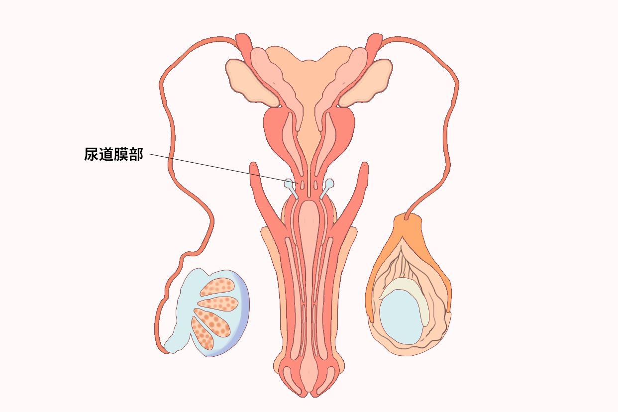 尿道膜部图