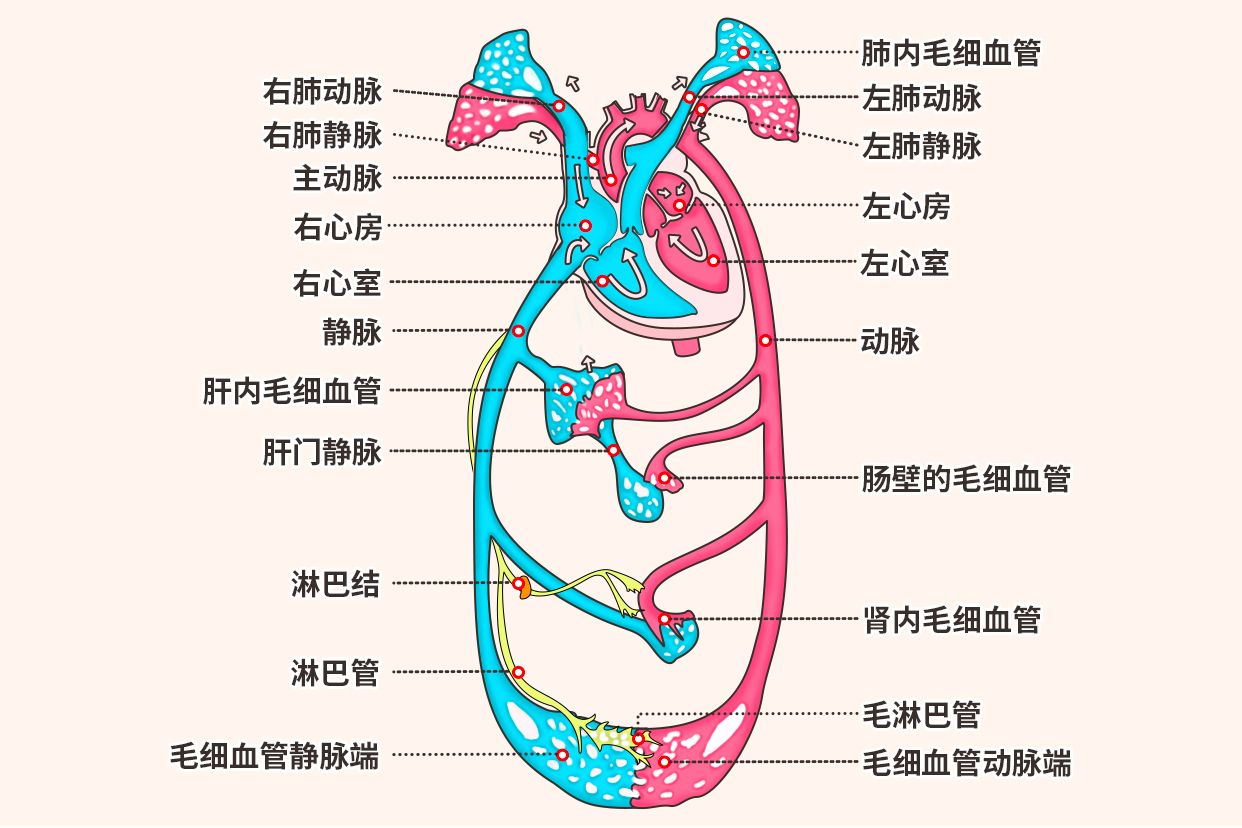 肺循环和体循环途径图图片