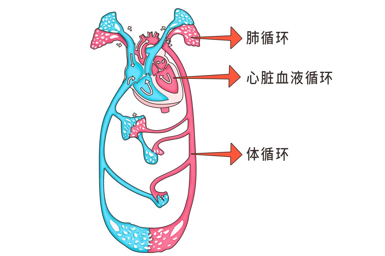 体循环肺循环简单记忆图片