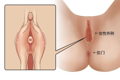 女性尿道口图