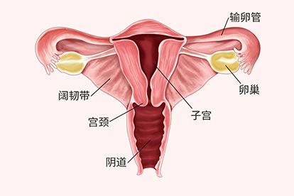 女性膀胱前面图片