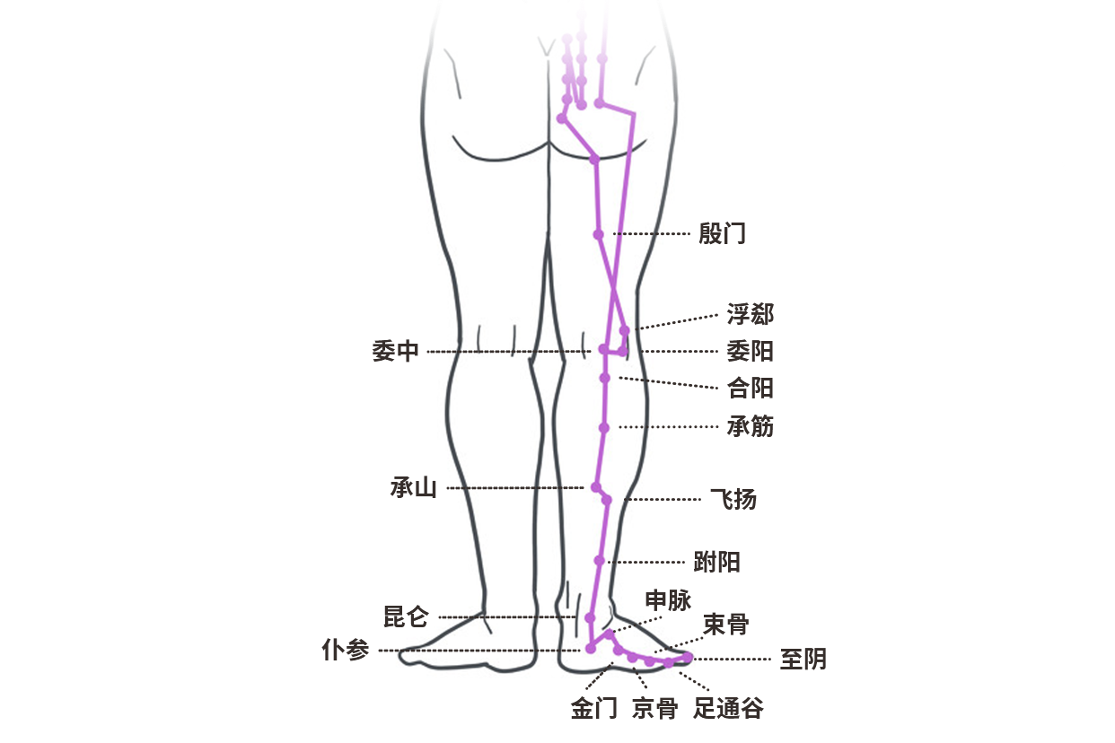 腿部膀胱经位置图