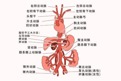 主动脉解剖图