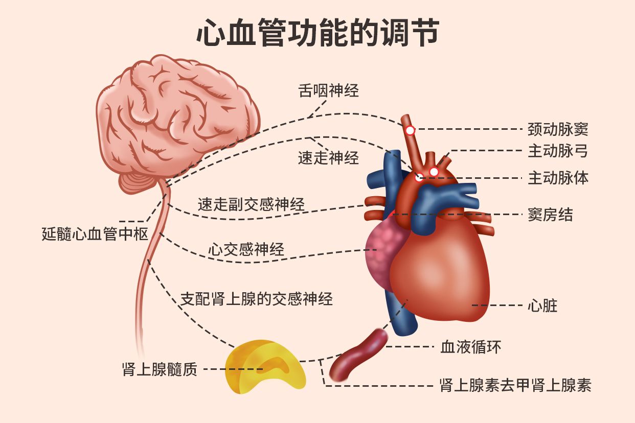 心血管中枢图片
