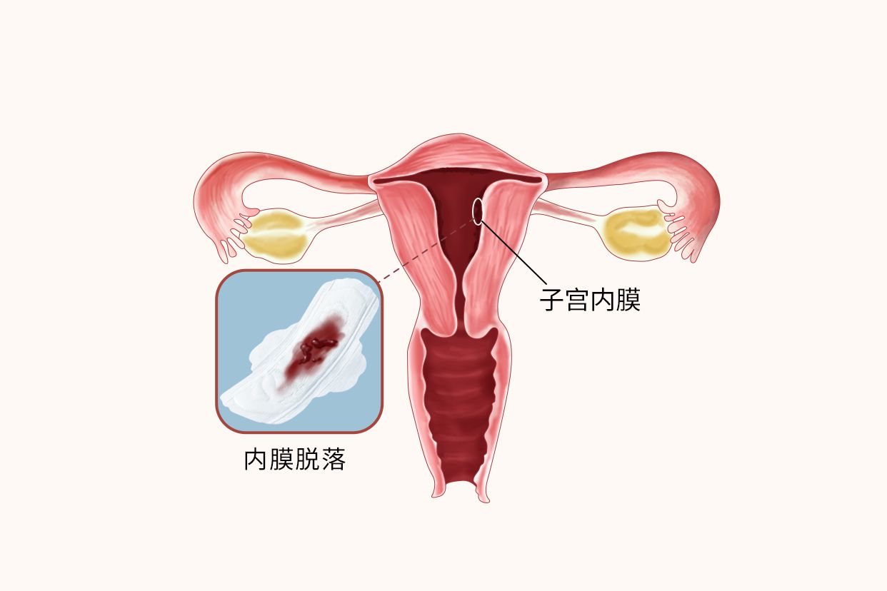 女人子宫内膜真实图片图片