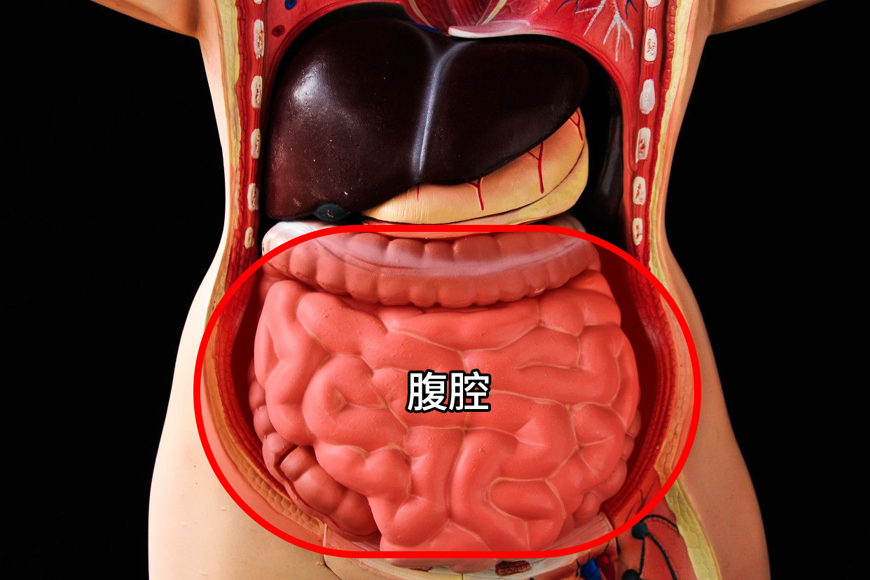 盆腔和腹腔的位置图