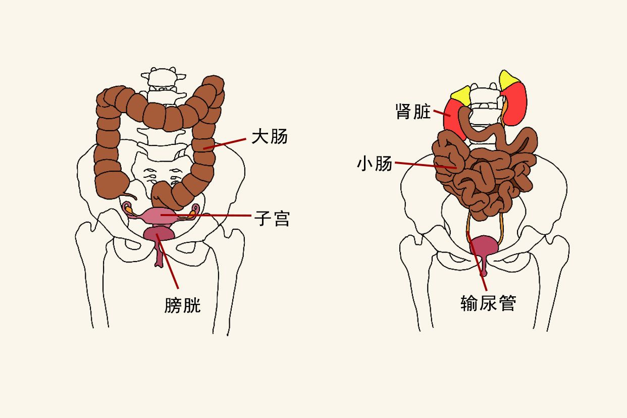 女性小腹各器官位置图