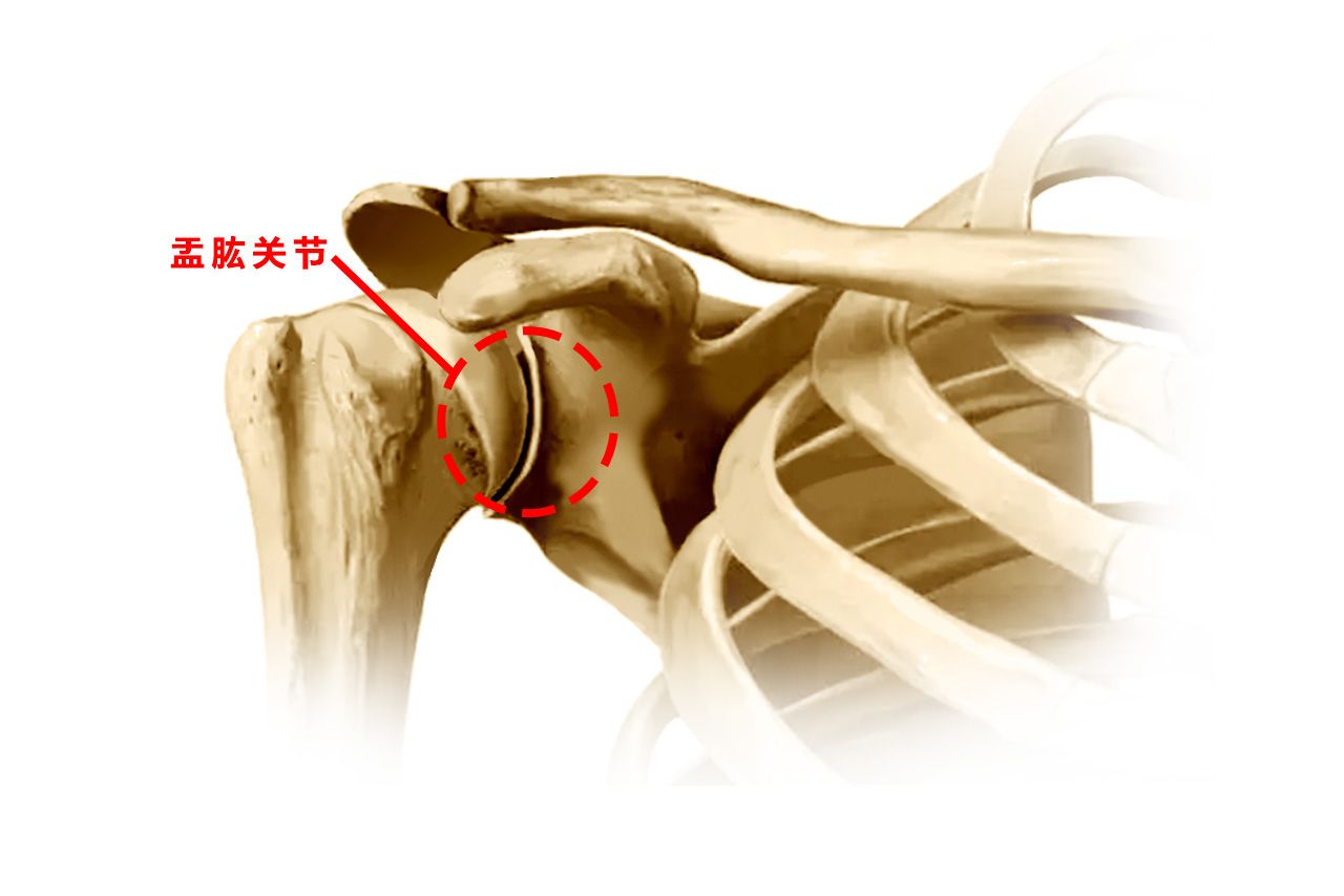 肱盂关节一般指盂肱关节,位置处于肩胛骨的外侧,为肱骨头和肩胛骨的