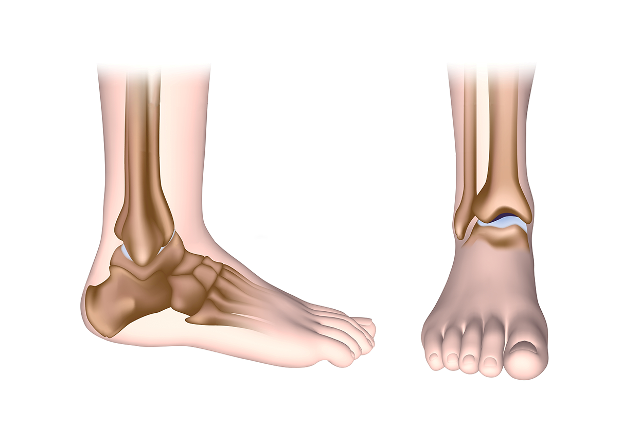 踝關節關節囊位置示意圖