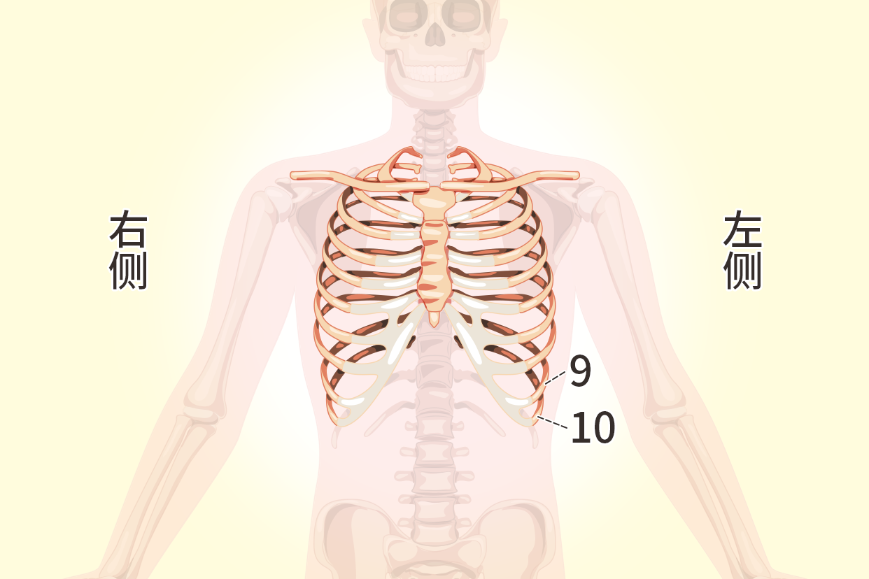 左侧第九第十肋骨图片位置图