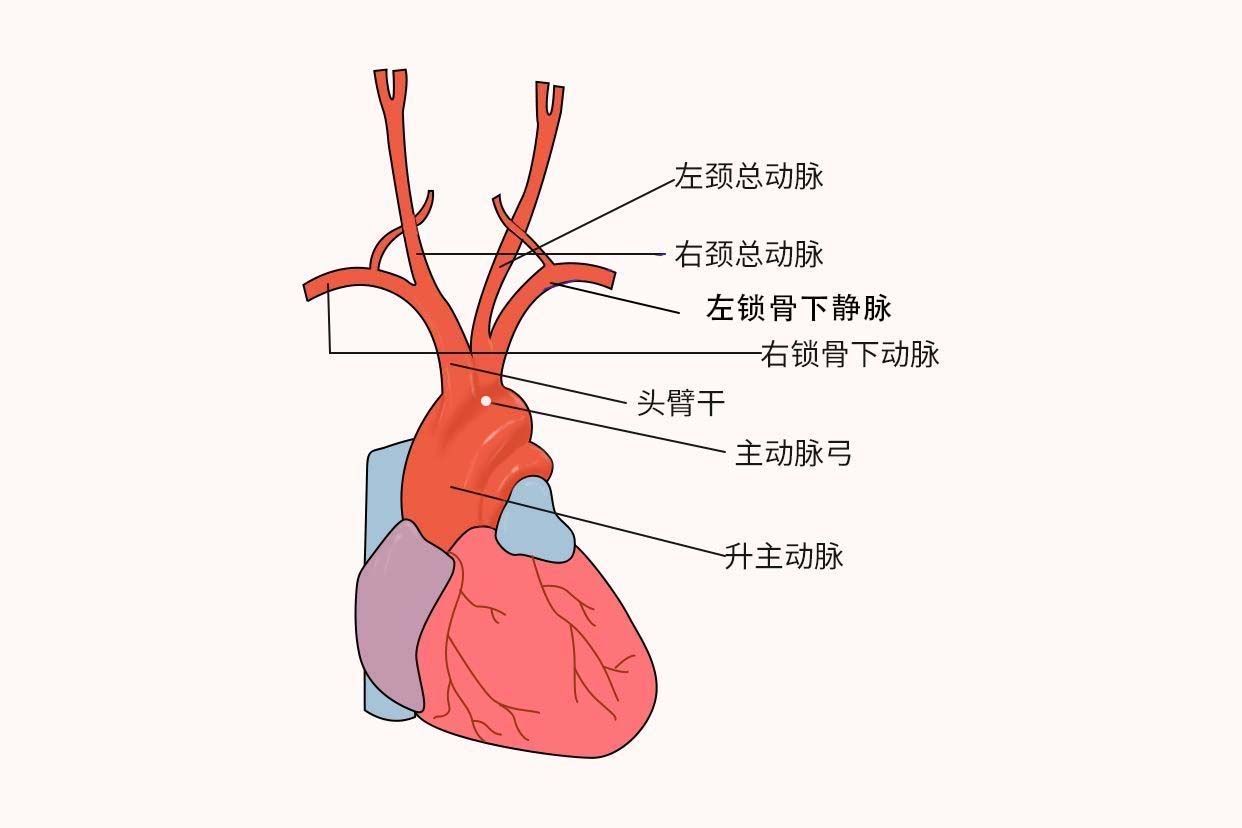 主动脉弓位置图