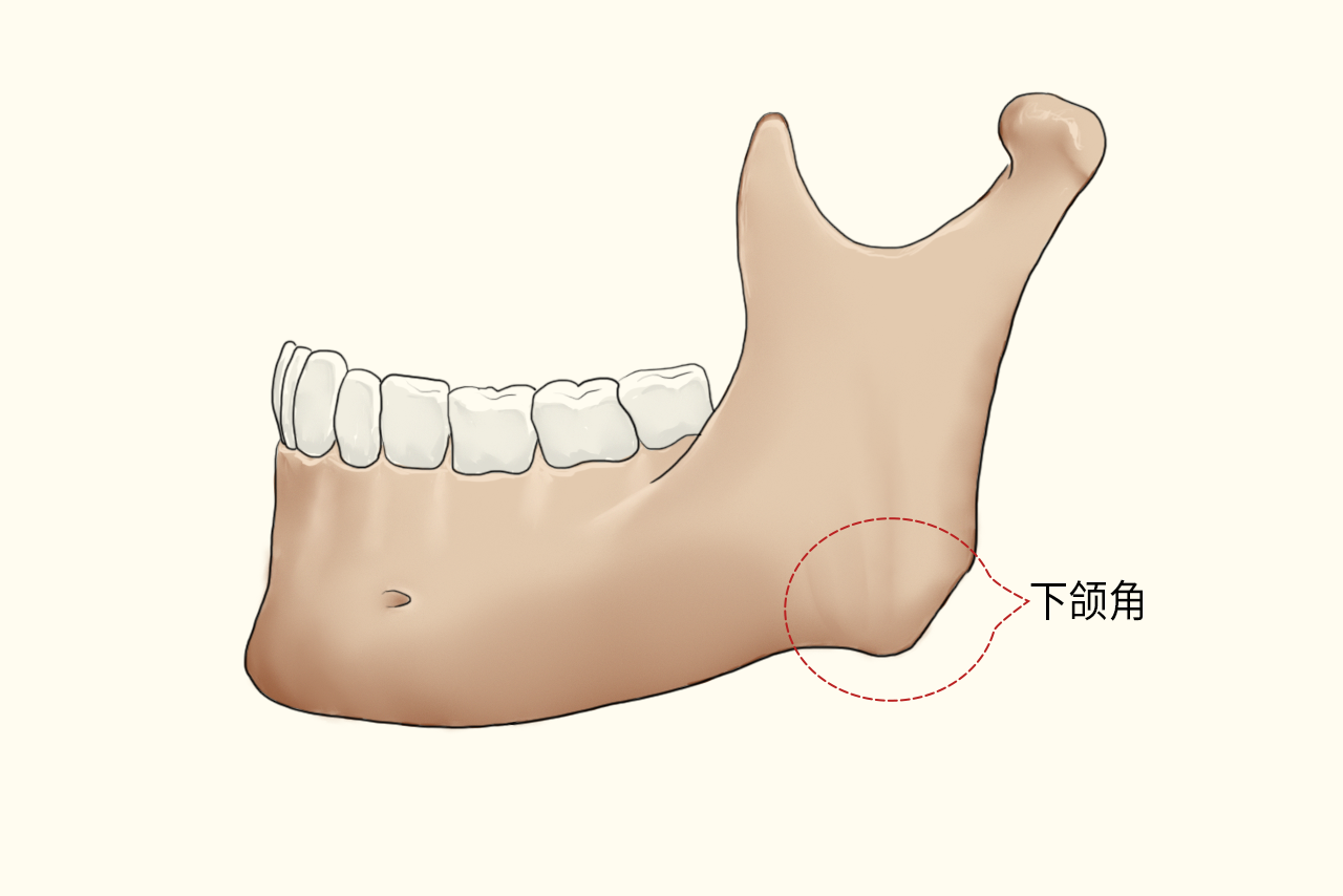 下颌角图片