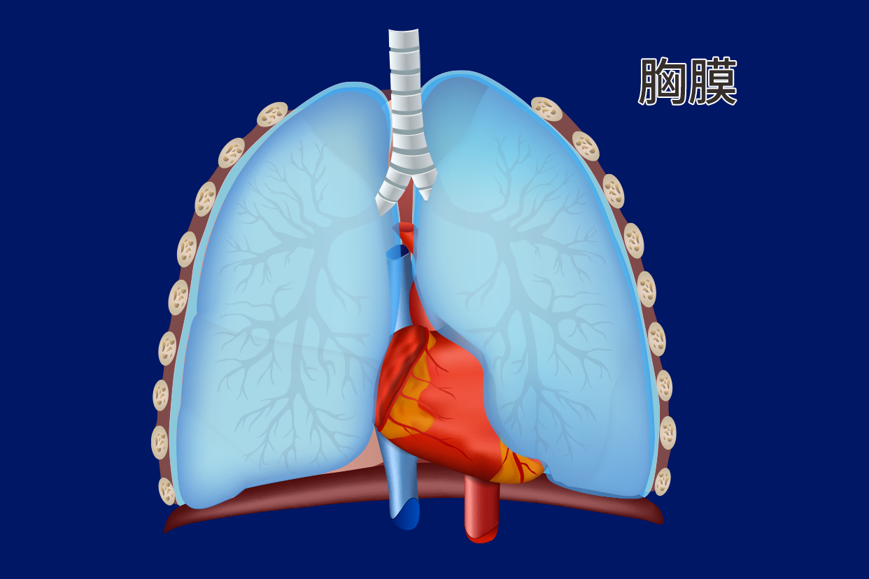 5.3 呼吸系统（胸膜与纵膈）下载 - 重庆大学出版社教学资源库管理平台